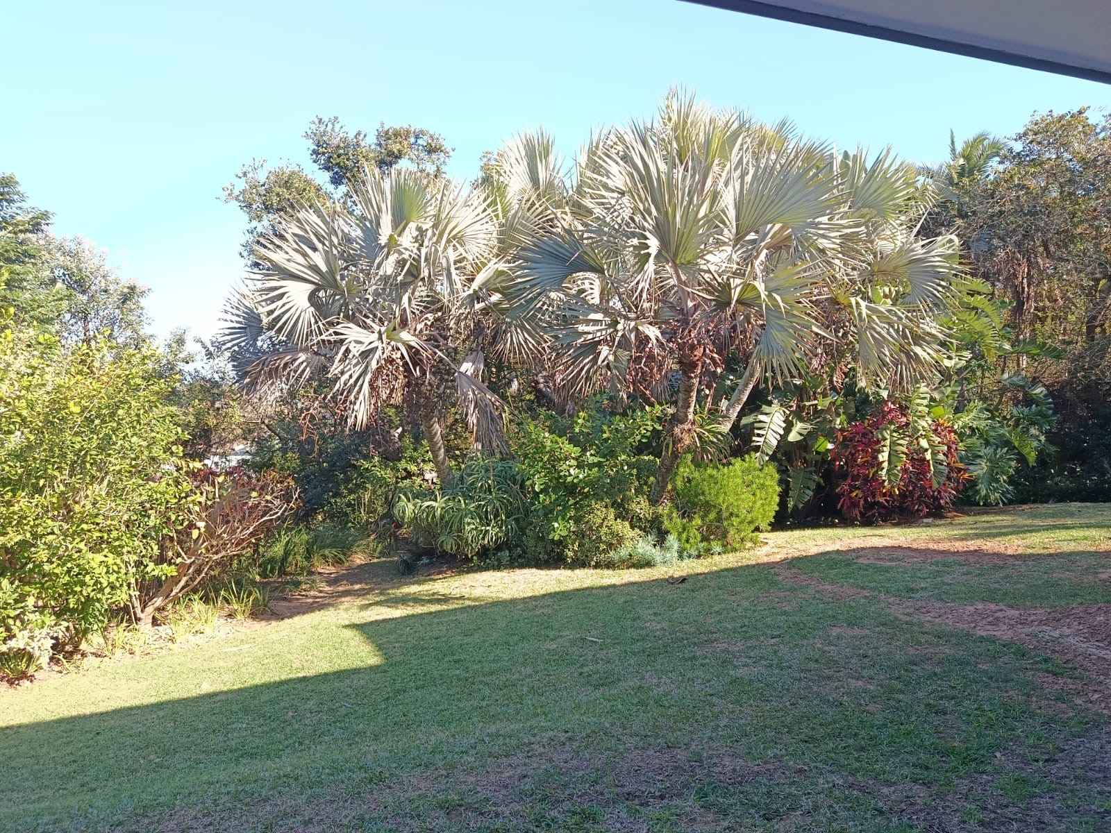 The lawn and the tall fan palms